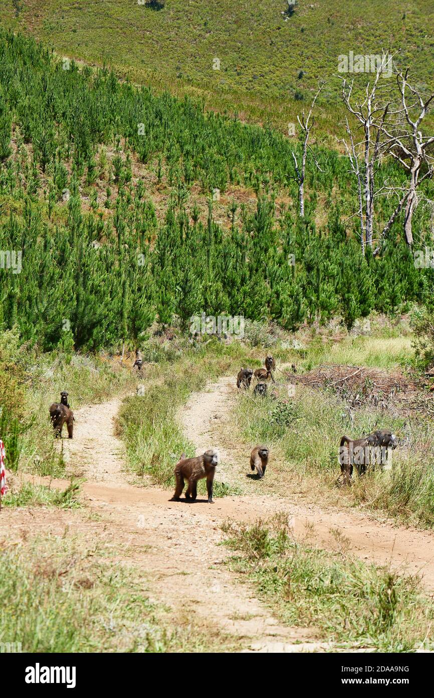 Troupe de babouins de Chacma dans la réserve naturelle de Jonkershoek, Stellenbosch Banque D'Images