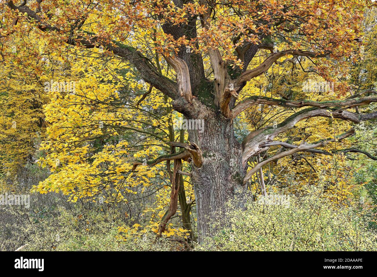 Chêne puissant dans la forêt d'automne Banque D'Images