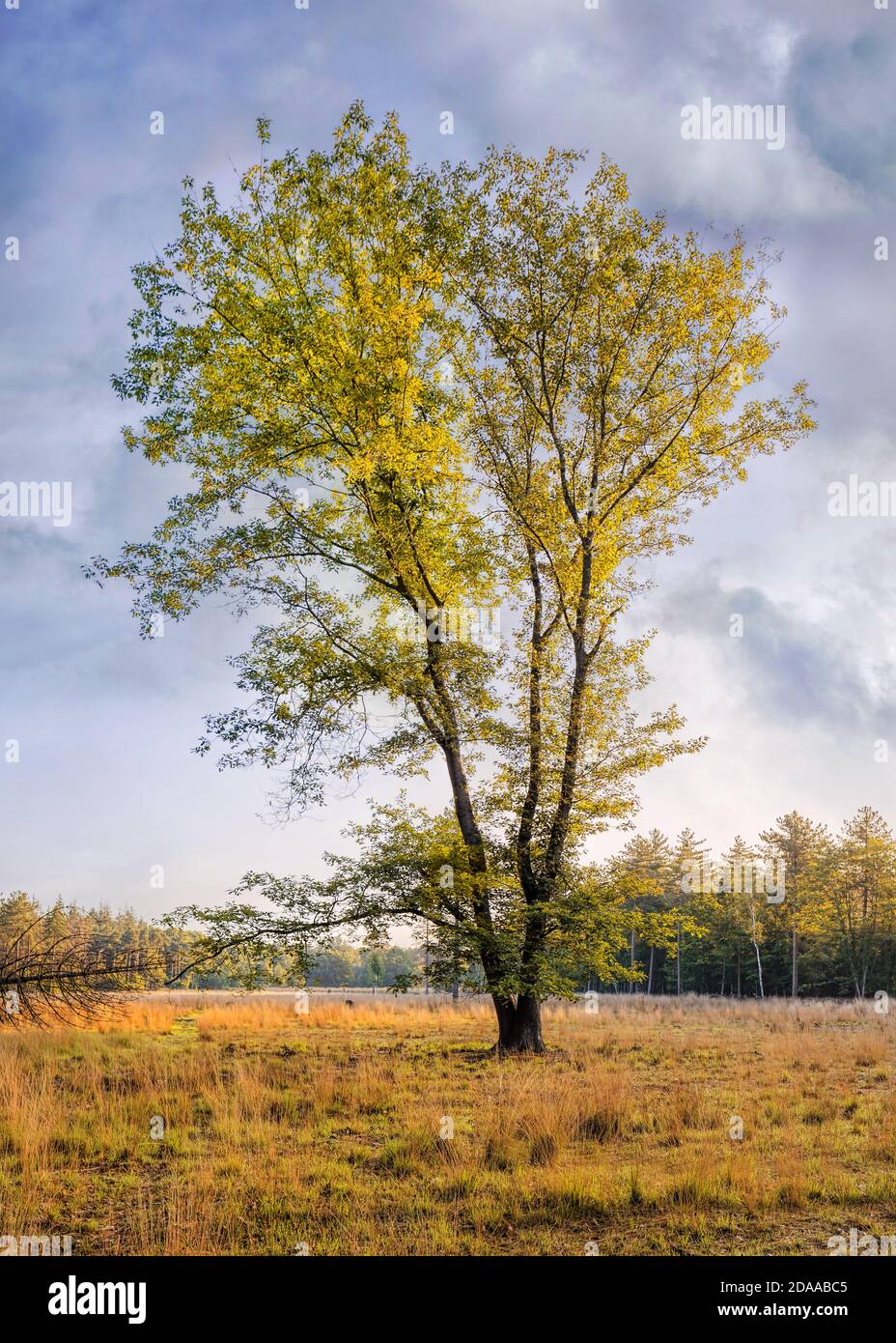 Arbre solitaire dans les couleurs d'automne contre un ciel avec spectaculaire nuages Banque D'Images
