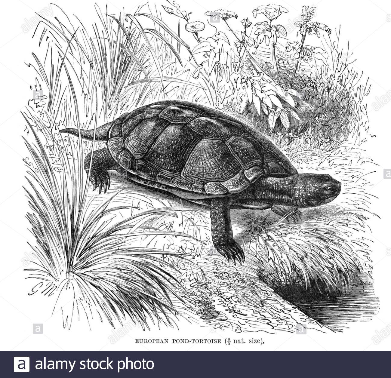 Tortue de l'étang européen, illustration vintage de 1896 Banque D'Images