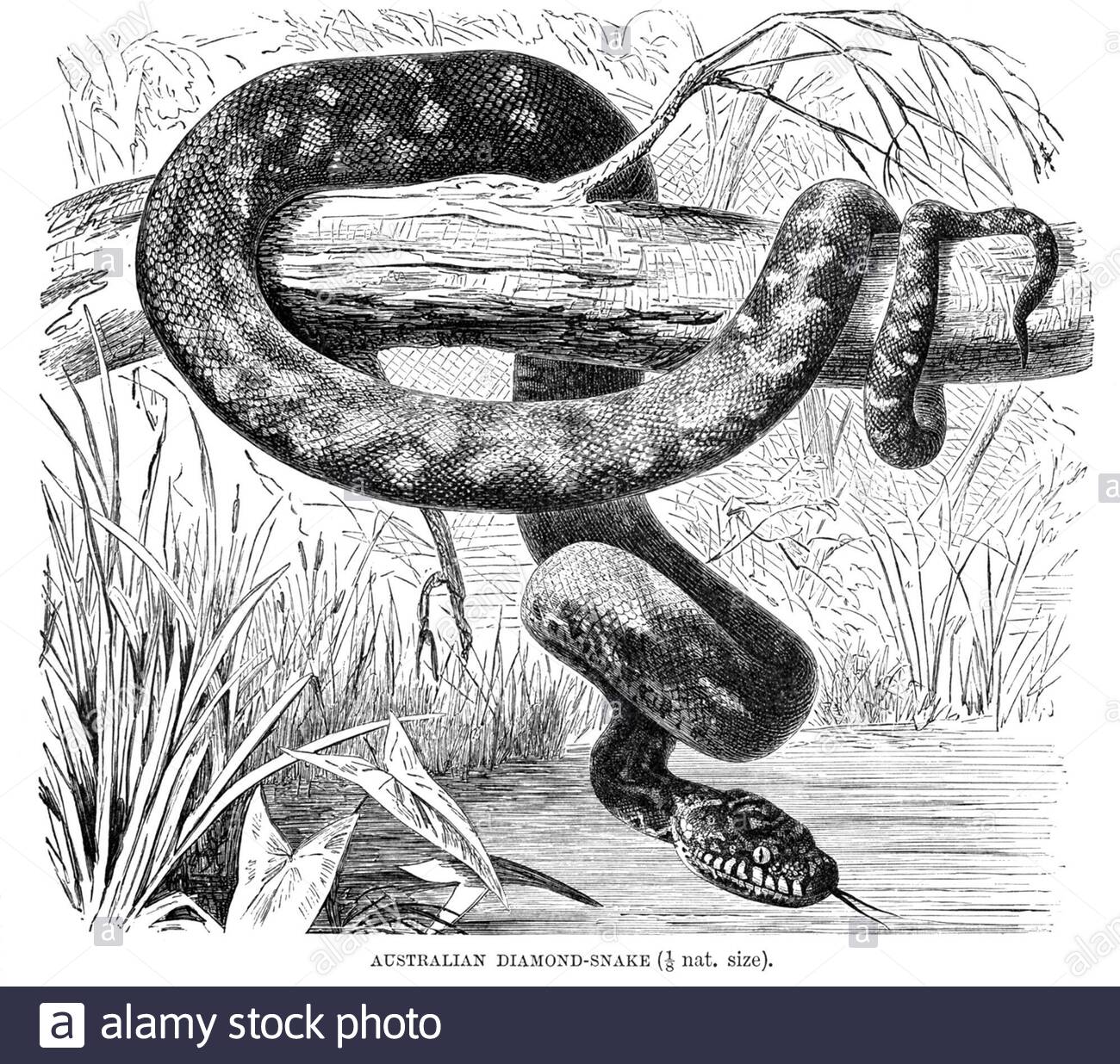 Serpent de diamant australien, illustration vintage de 1896 Banque D'Images