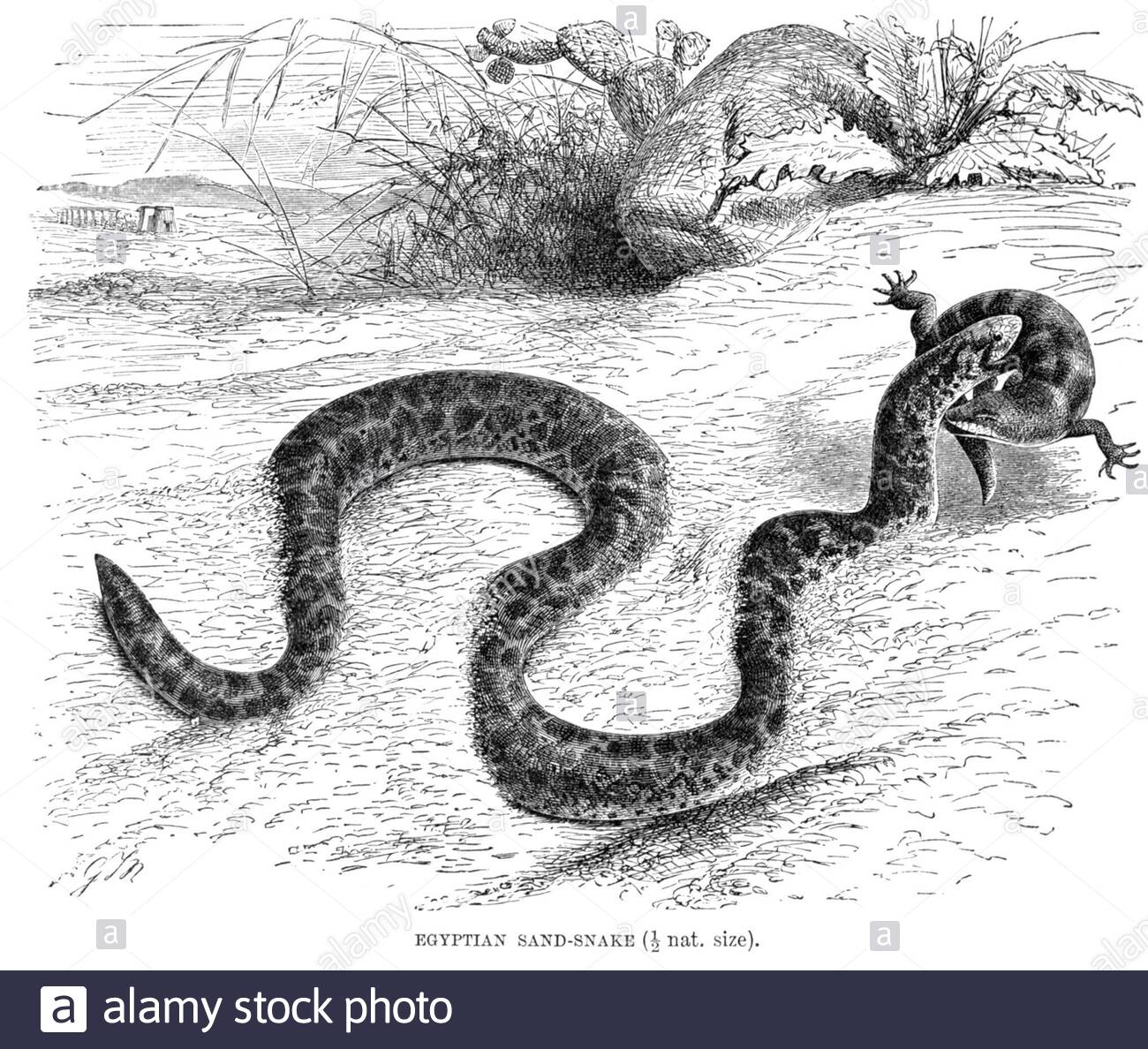 Serpent de sable égyptien, illustration vintage de 1896 Banque D'Images