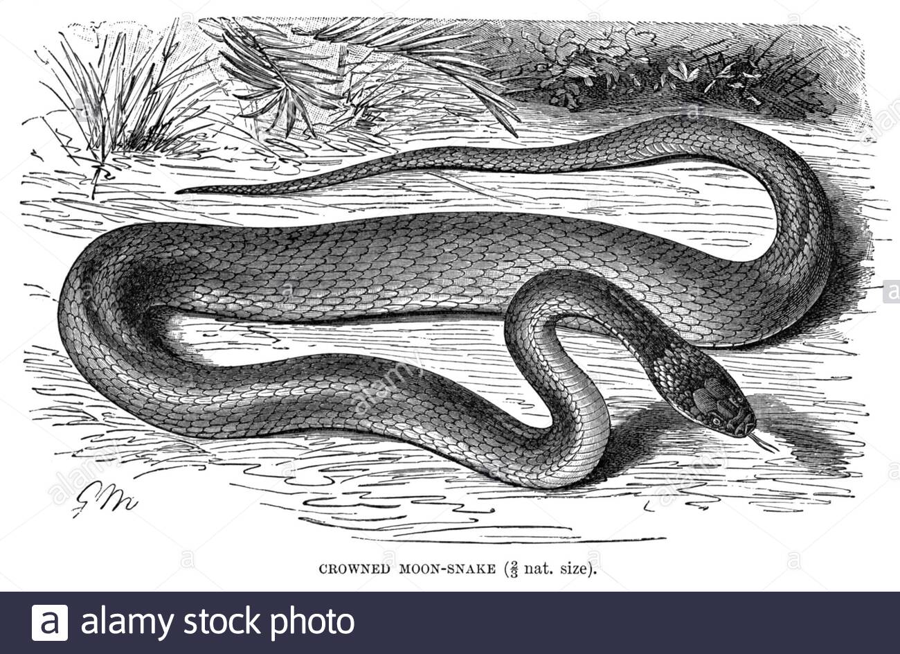 Serpent de lune couronné, illustration vintage de 1896 Banque D'Images