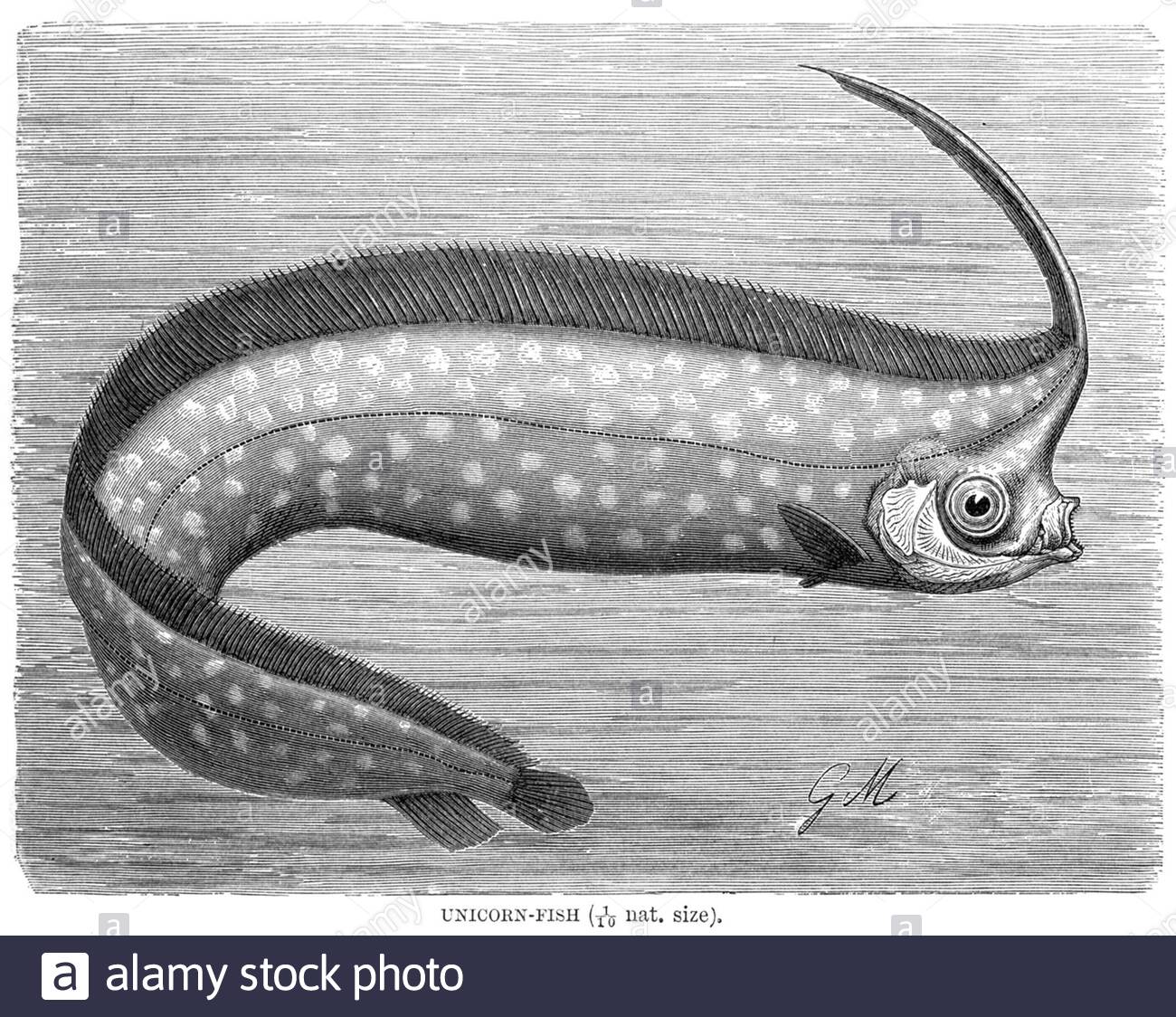 UNICORN Fish, illustration ancienne de 1896 Banque D'Images