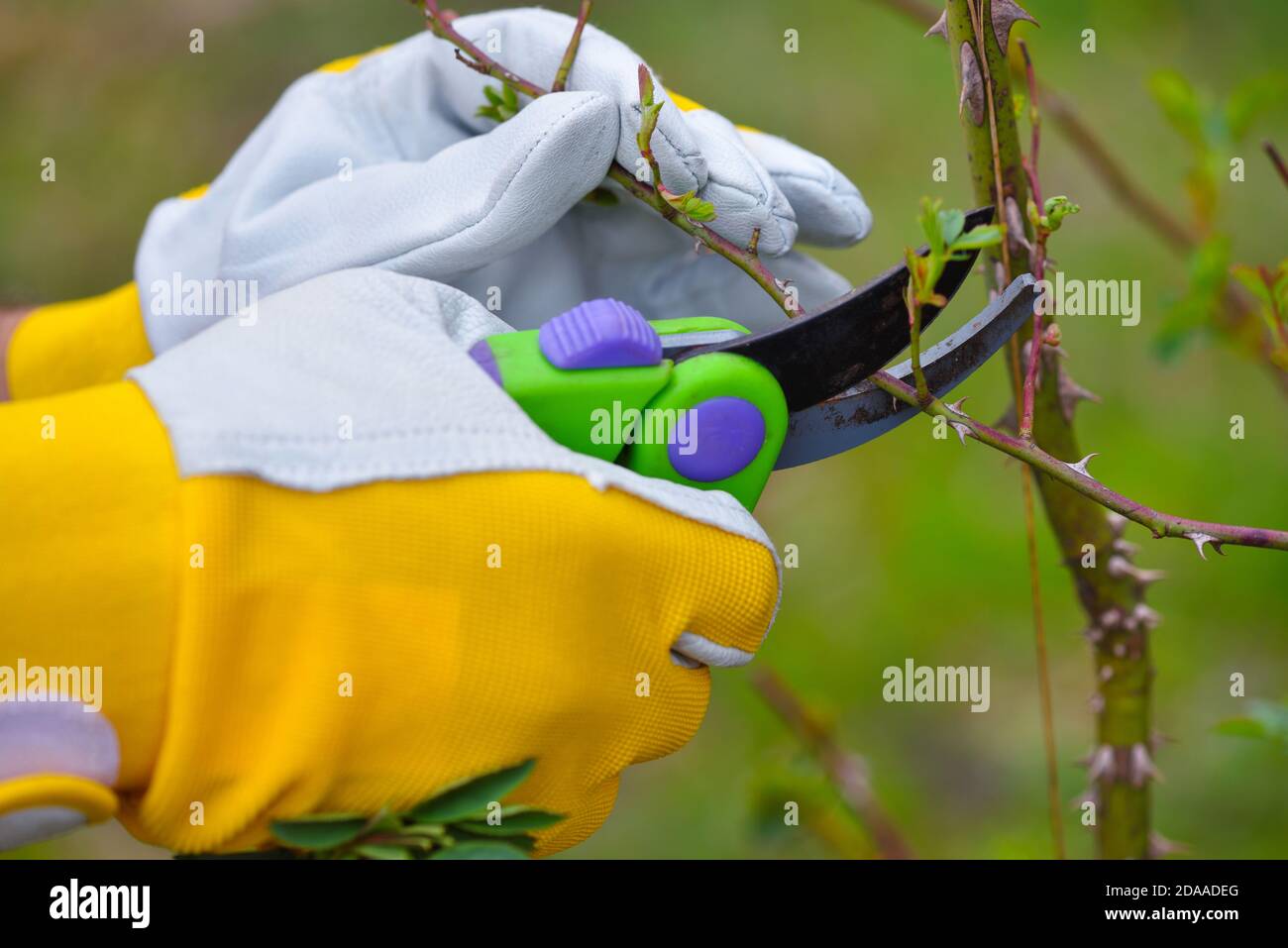 L'élagage de printemps roses dans le jardin, avec les mains du jardinier secateur Banque D'Images