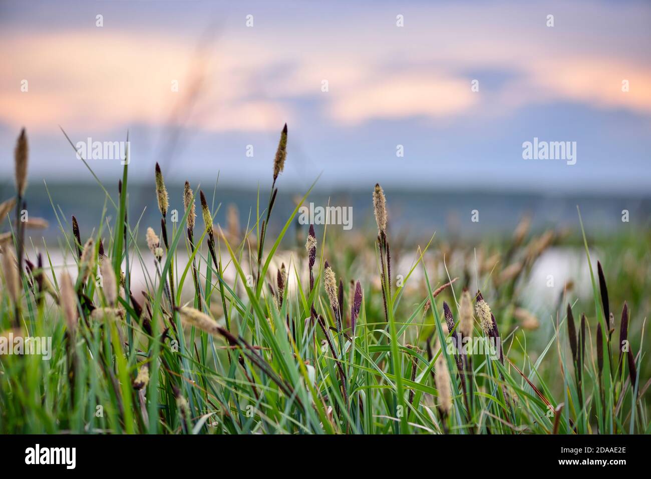 Carex (Carex) contre un ciel nocturne Banque D'Images