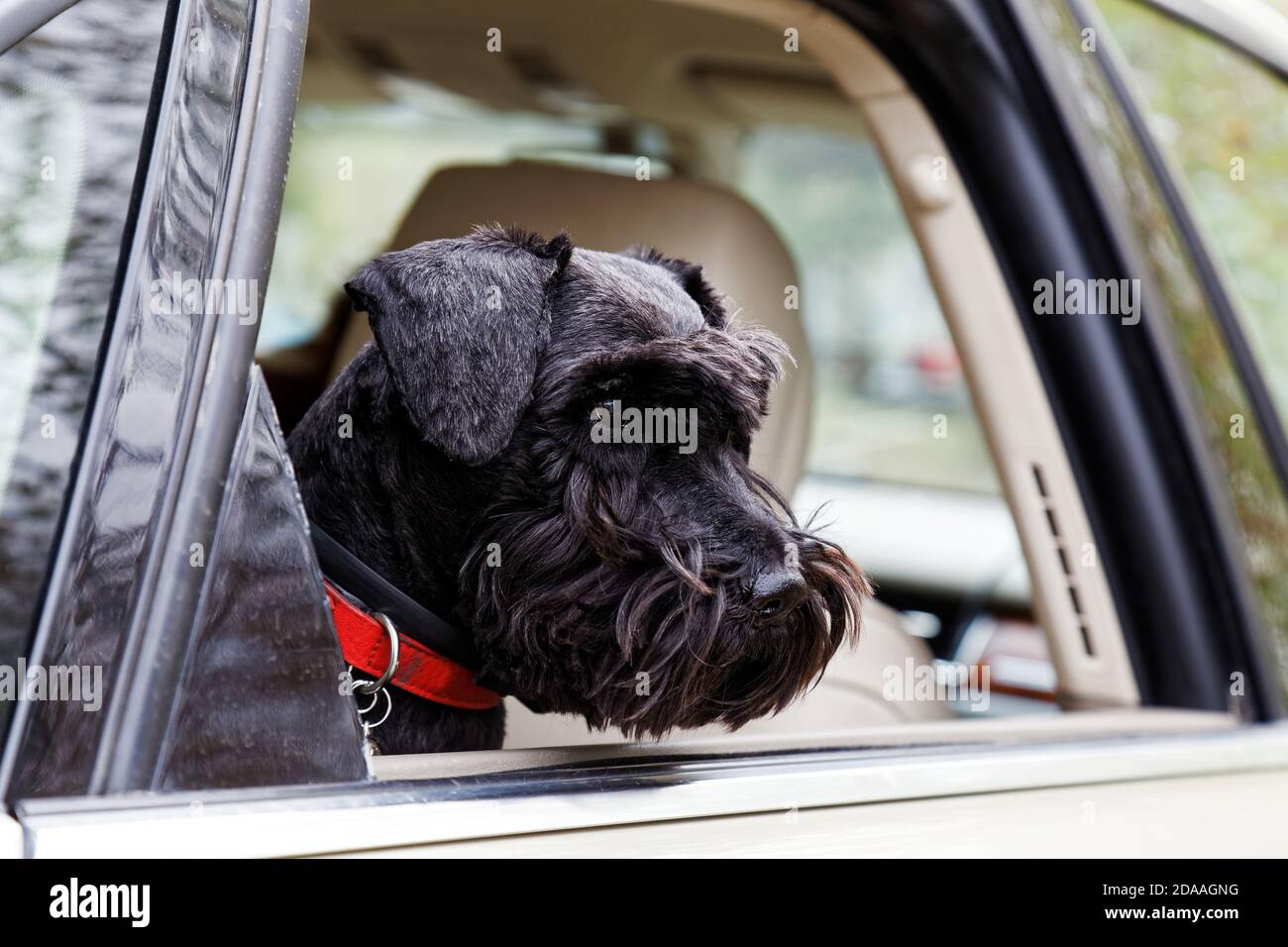 Gros plan chien noir Zwergschnauzer regarder par la fenêtre ouverte de voiture Banque D'Images
