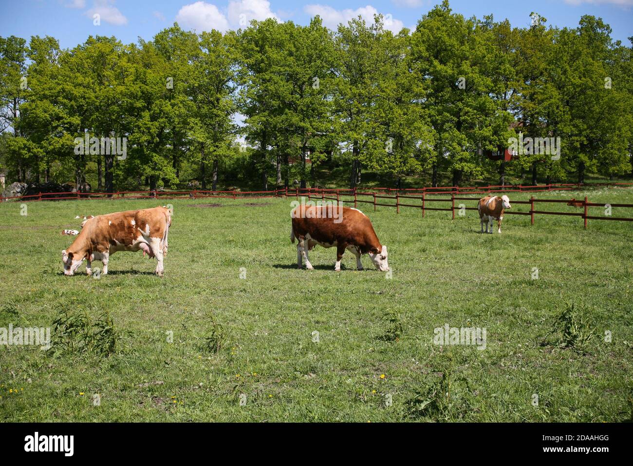 ANGUS COW GREAZE SUR LA PRAIRIE Banque D'Images
