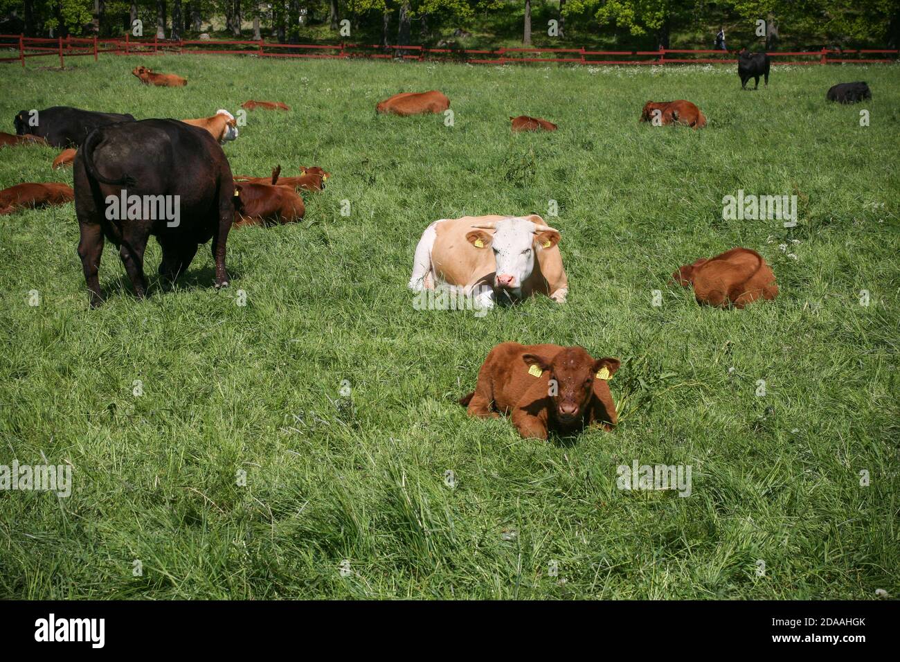 ANGUS COW GREAZE SUR LA PRAIRIE Banque D'Images