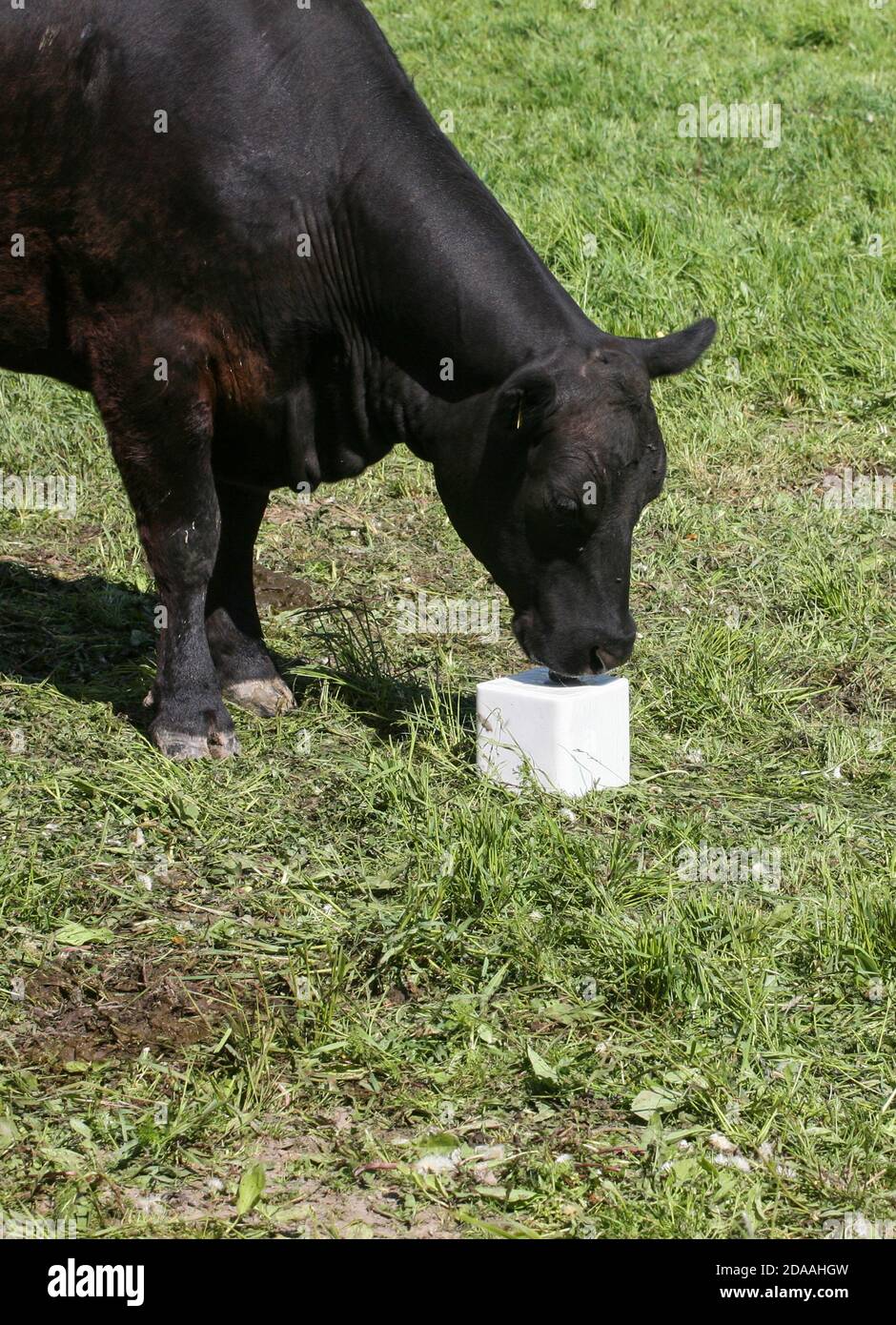 ANGUS COW GREAZE SUR LE PÂTURAGE léchant sur un bloc de sel Banque D'Images