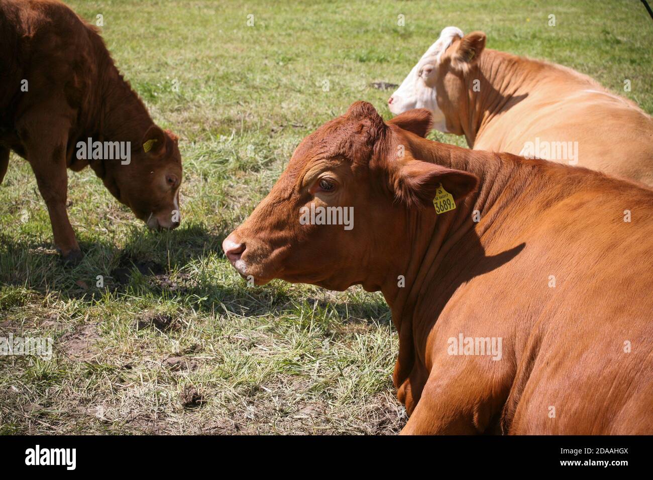 ANGUS COW GREAZE SUR LA PRAIRIE Banque D'Images