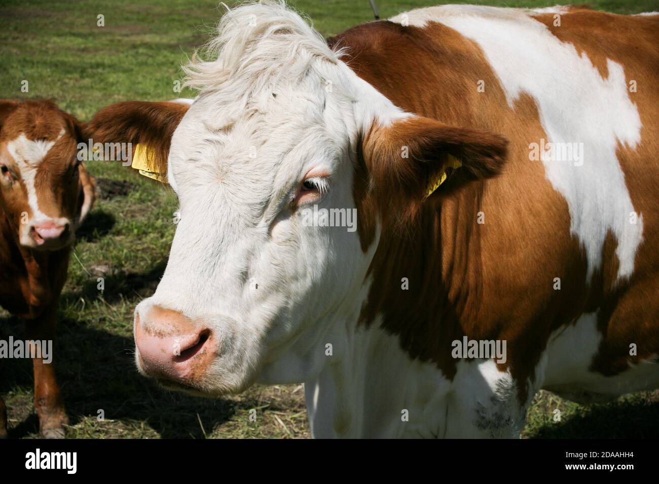 ANGUS COW GREAZE SUR LA PRAIRIE Banque D'Images