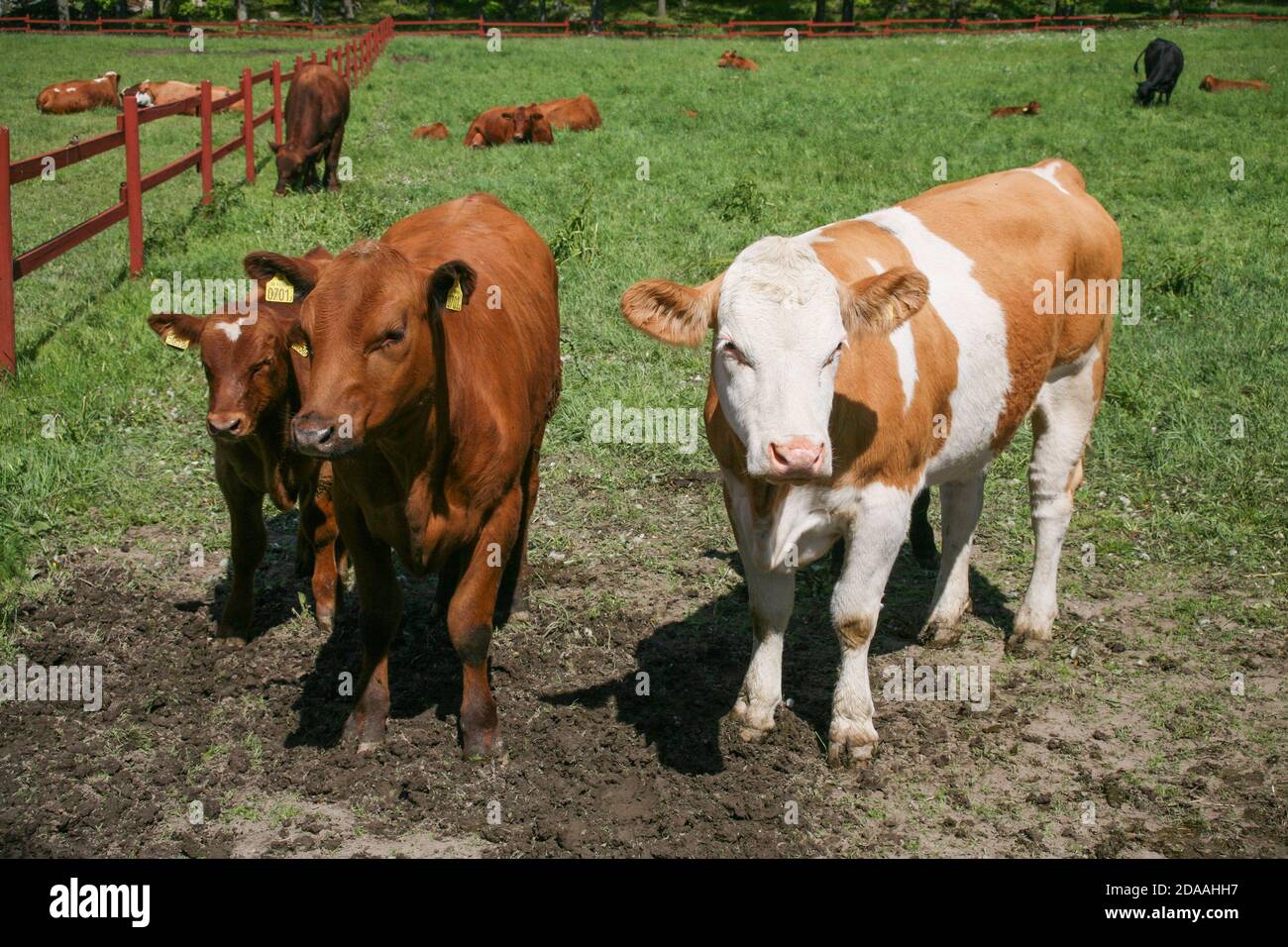 ANGUS COW GREAZE SUR LA PRAIRIE Banque D'Images