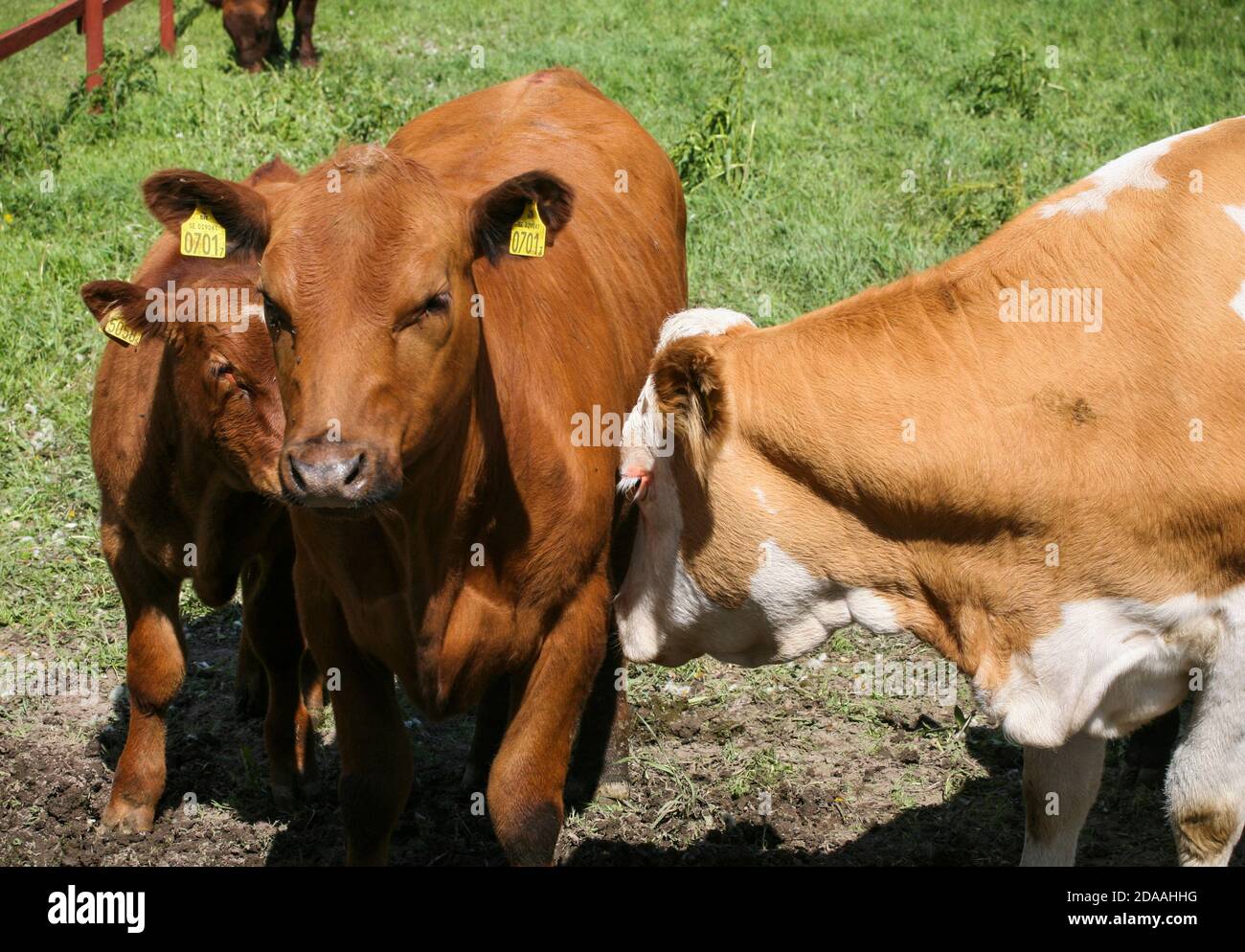 ANGUS COW GREAZE SUR LA PRAIRIE Banque D'Images