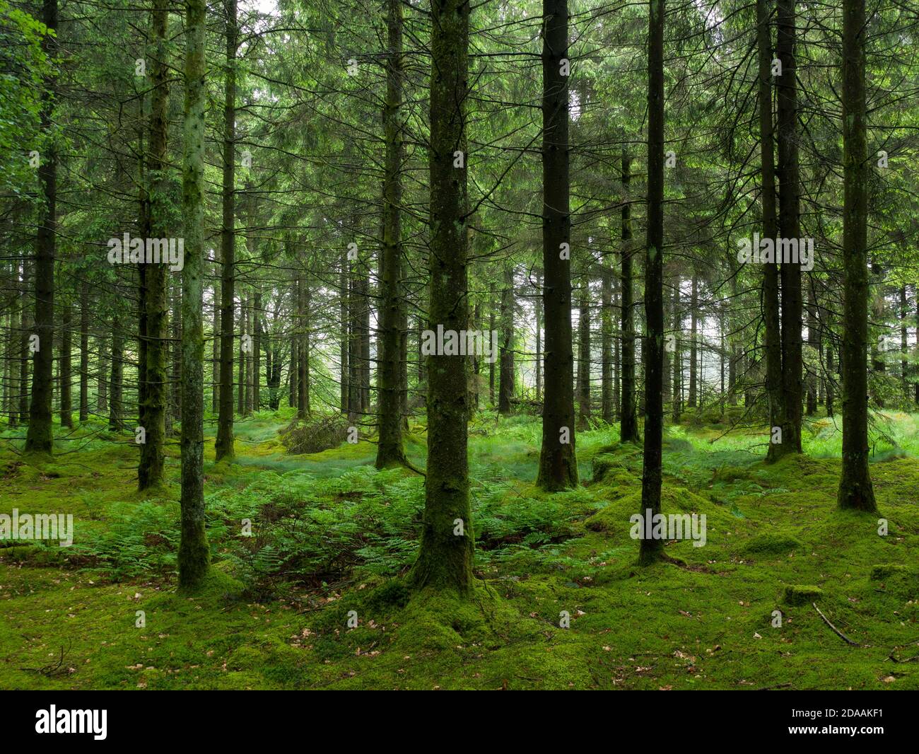 Une forêt de conifères à Stockhill Wood dans le paysage national de Mendip Hills, Somerset, Angleterre. Banque D'Images