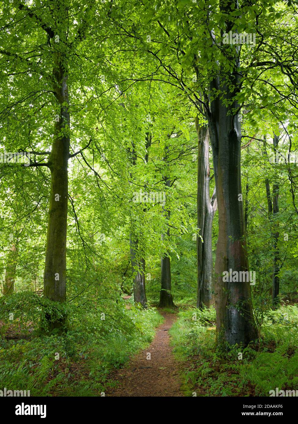 Sentier à travers des hêtres communs à Stockhill Wood au début de l'été dans le paysage national de Mendip Hills, Somerset, Angleterre. Banque D'Images