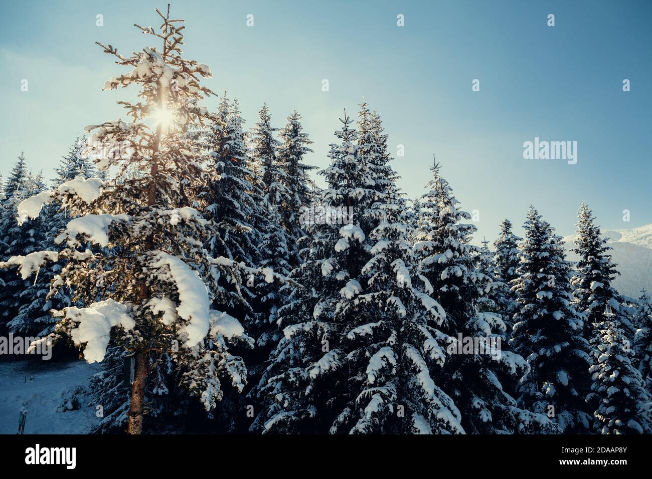 belle forêt d'hiver couverte de neige Banque D'Images