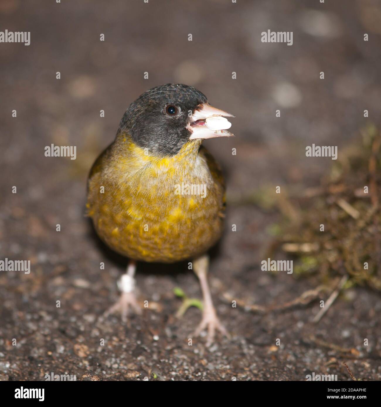 Pekin nightingale - Leiothrix lutea avec des graines dans le bec Banque D'Images