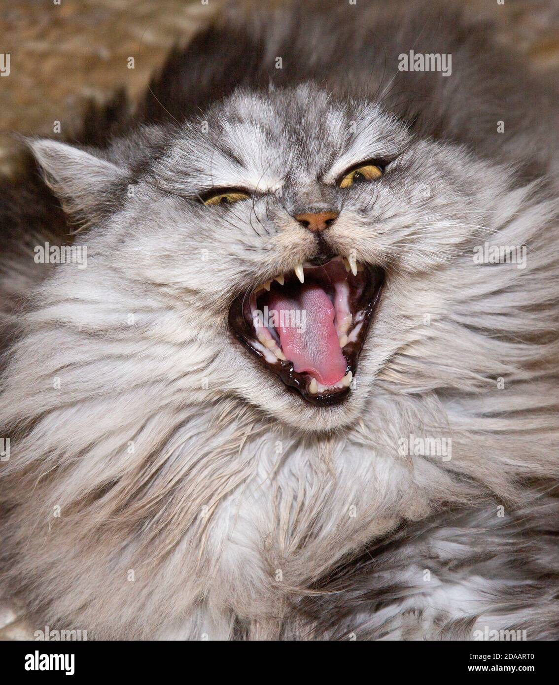 Highland Straight Cat Hurlements de chat doux et roux. Banque D'Images