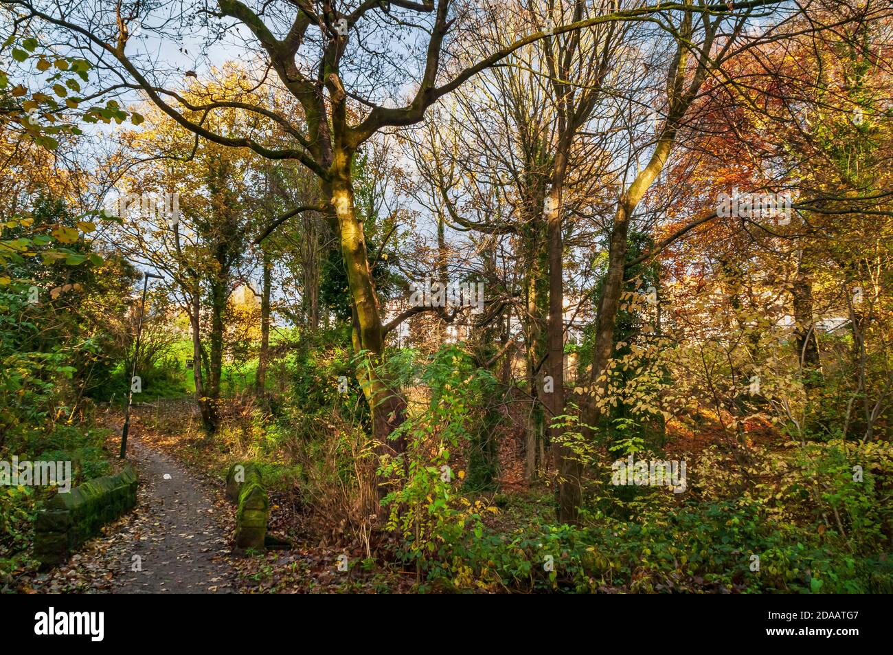 Couleurs automnales vives dans le feuillage des arbres au soleil dans le bois de Rollestone, une ancienne forêt dans la vallée de Gleadless, Sheffield. Banque D'Images