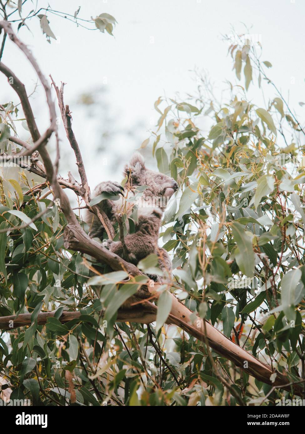 Un koala sauvage dans les arbres, se nourrir et se reposer. Australie occidentale Banque D'Images