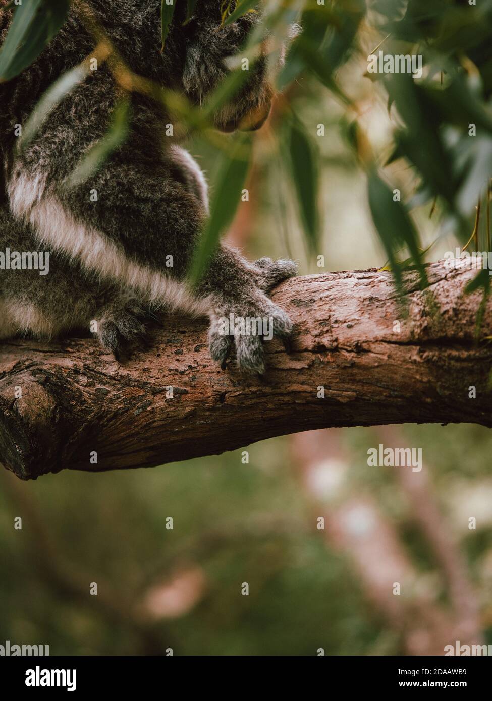 Un koala sauvage dans les arbres, se nourrir et se reposer. Australie occidentale Banque D'Images