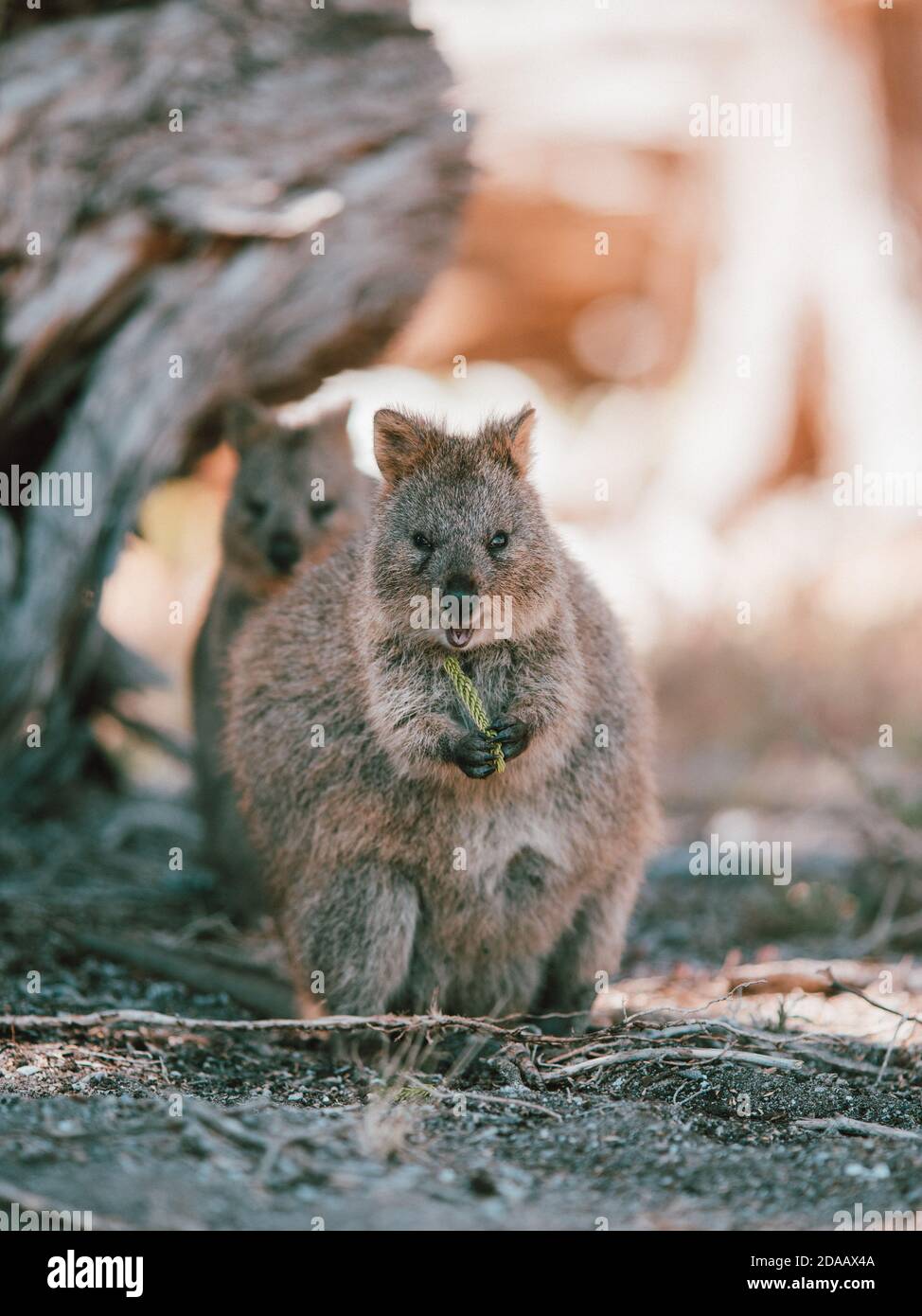 Quokka(s) se nourrissant et se reposant sous un arbre dans la nature sur l'île de Rottnest, Australie Banque D'Images