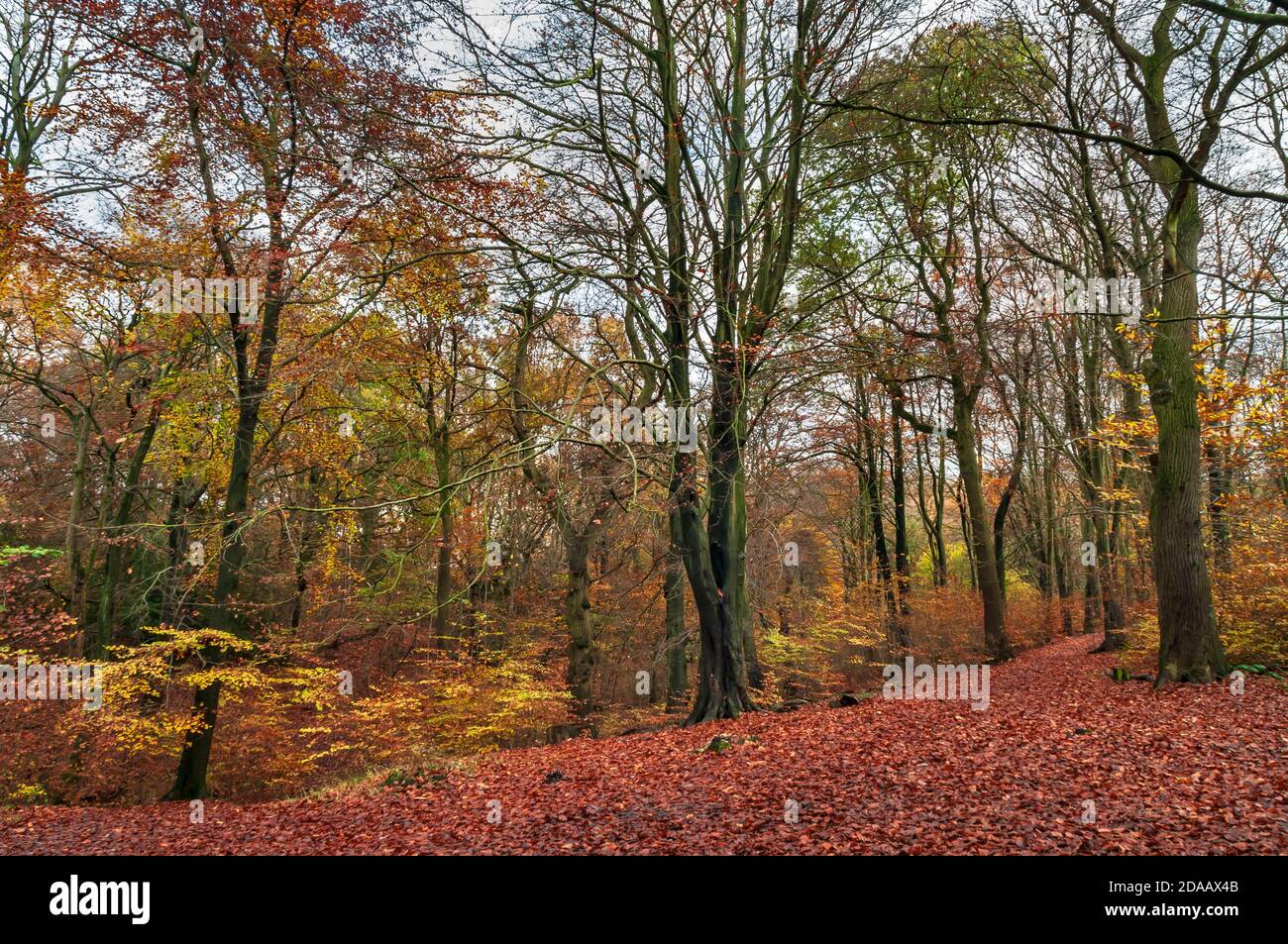 Couleurs automnales vives dans le feuillage des arbres et les feuilles mortes dans le bois de Rollestone, une ancienne forêt de la vallée de Gleadless, Sheffield. Banque D'Images