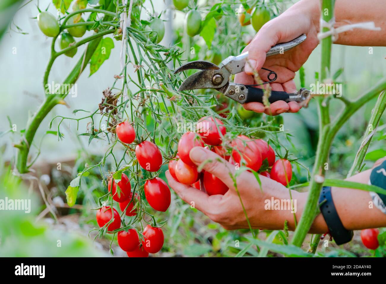 Gros plan des mains de fermier moissonnant de la tomate rouge dans la maison verte. Jardinier cueillant des tomates mûres. Banque D'Images