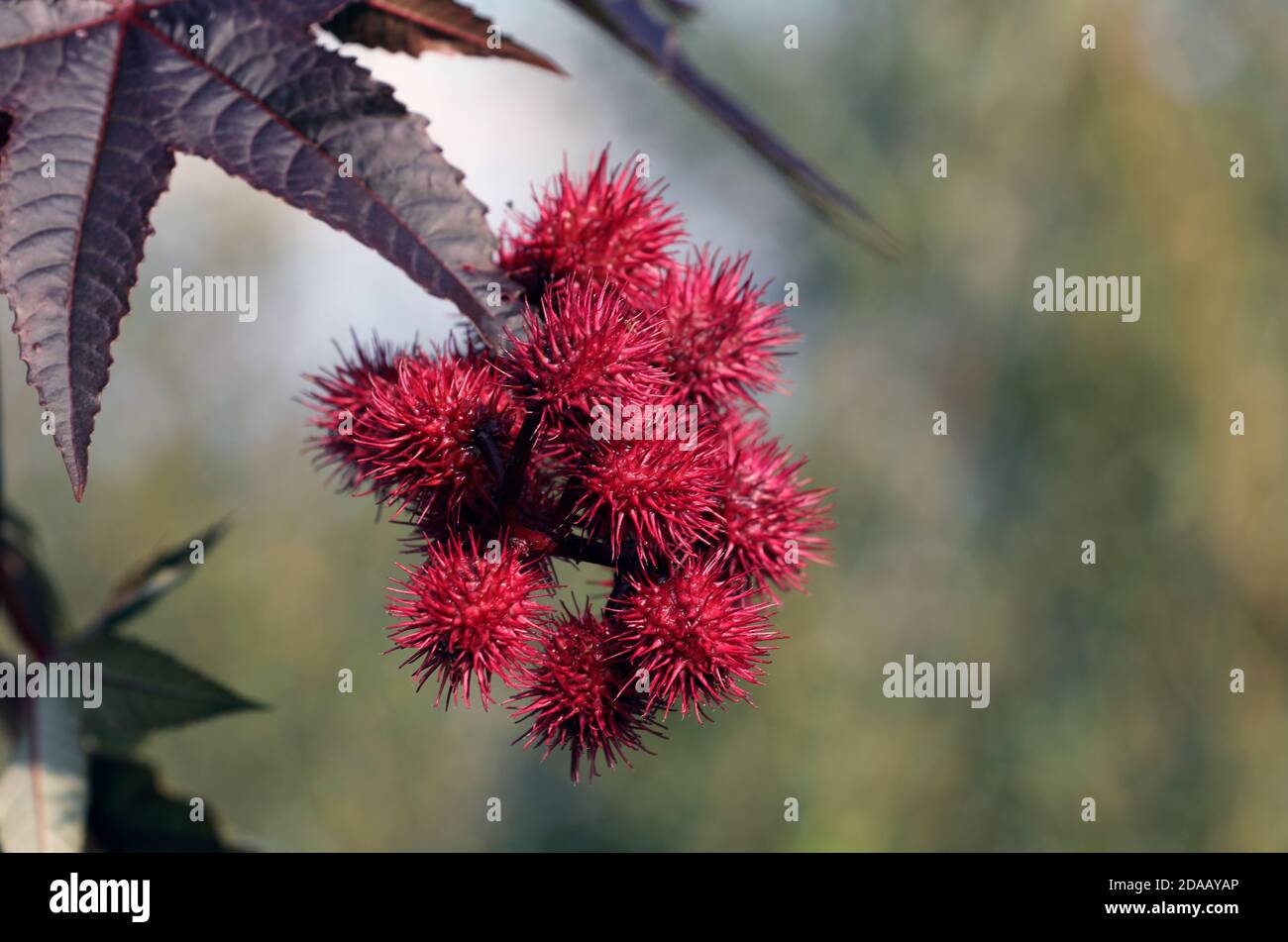 Feuille de ricinus communis Banque de photographies et d’images à haute ...