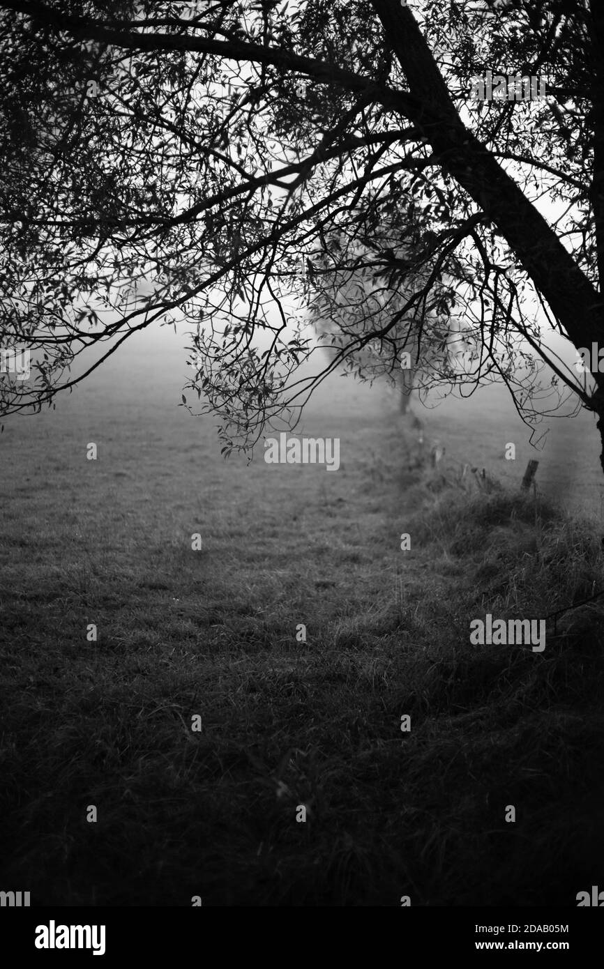 Image en noir et blanc d'un arbre dormant entouré de brouillard. Banque D'Images