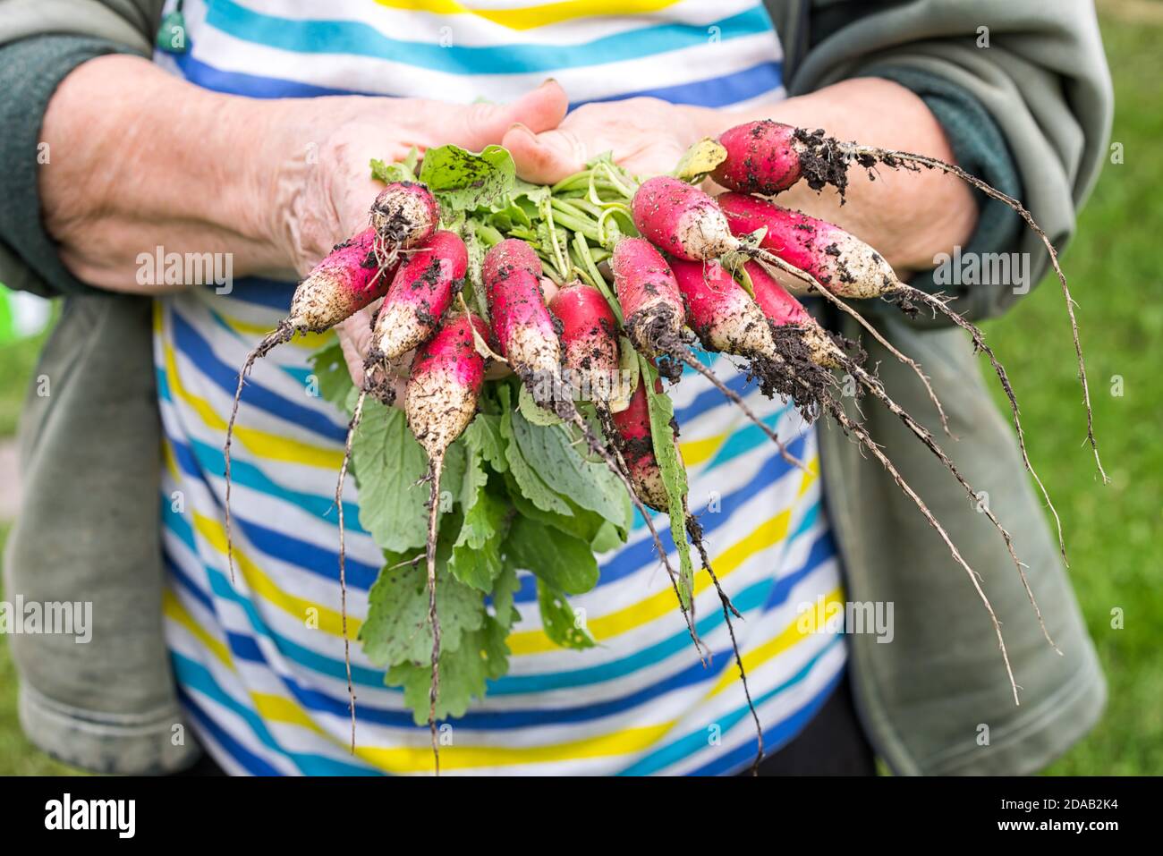 Récolte de radis sur les mains de l'agriculteur. Les mains de femme tiennent la récolte fraîchement botte. Radis en croissance. Aliments biologiques sains, légumes, agriculture, fermer u Banque D'Images