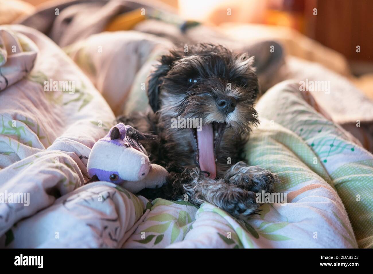 Très drôle hilarant miniature schnauzer chiot se trouve sur un lit démonté avec un jouet, et des naons qui dépassent une langue trop longue. Banque D'Images