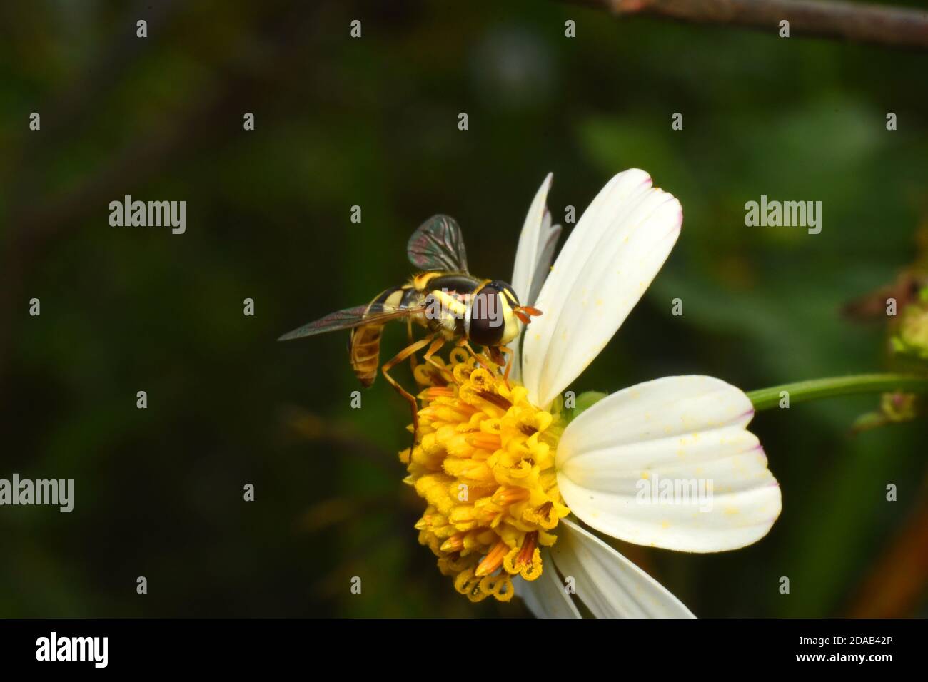 Gros plan sur Hoverfly. Banque D'Images