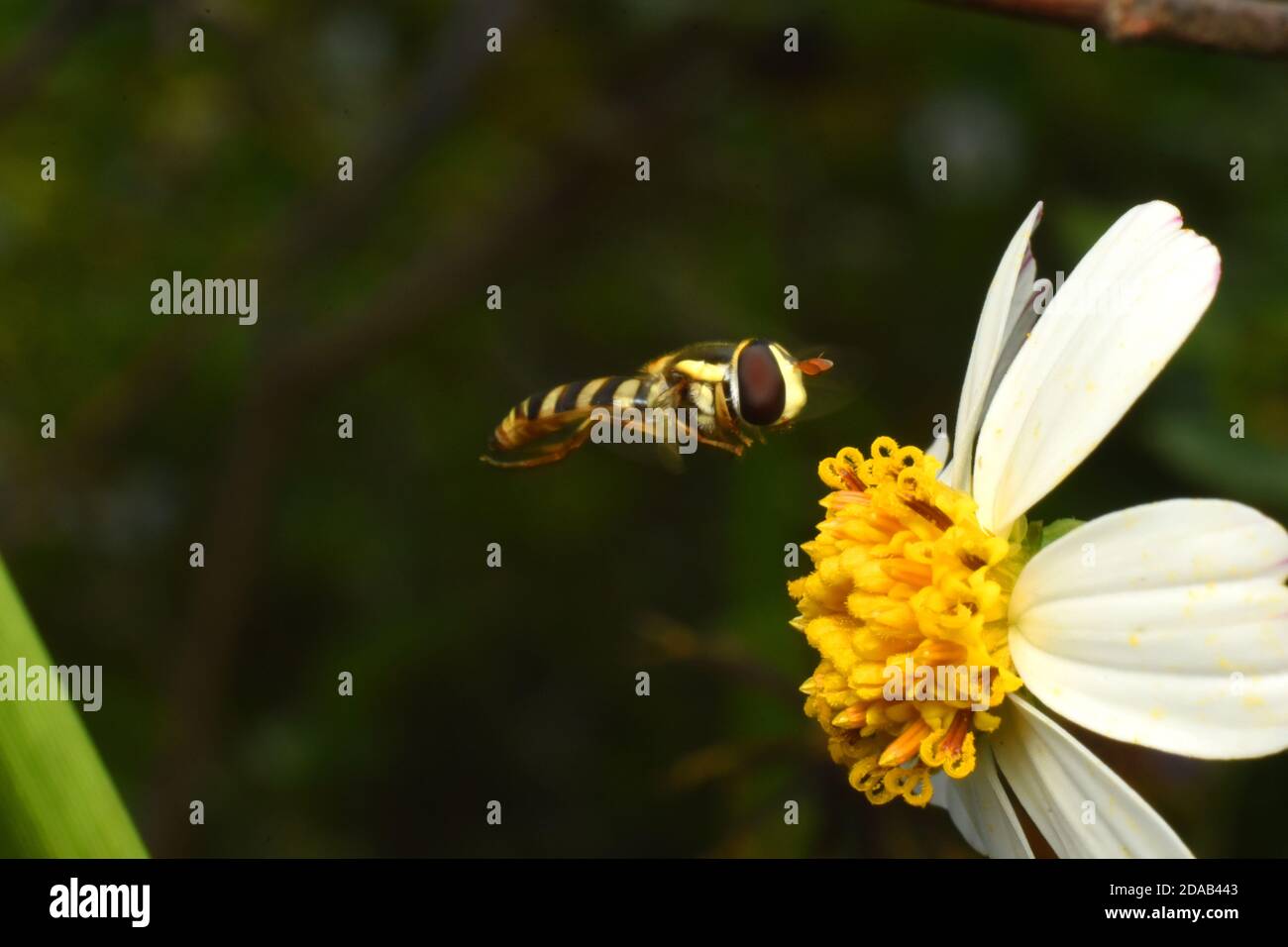 Gros plan sur Hoverfly. Banque D'Images