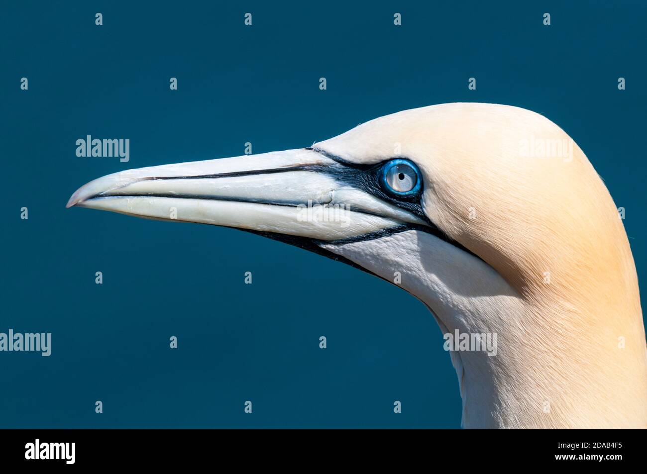 Un gros plan sur la tête d'un gantet adulte (Morus bassanus) avec la membrane nictitante tirée partiellement à travers son œil à RSPB Bempton Cliffs, East y Banque D'Images