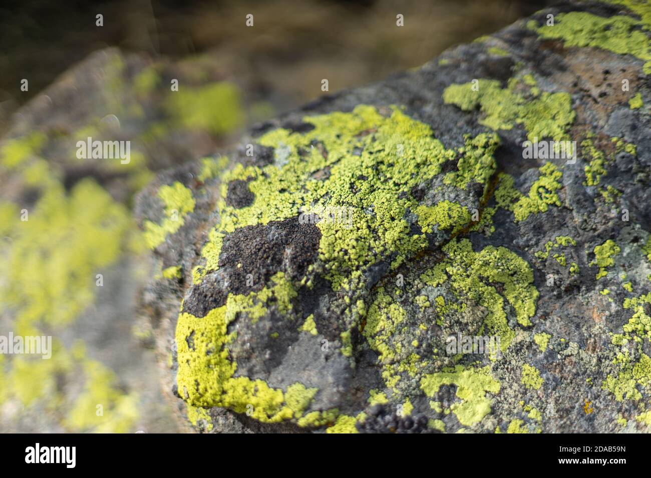Lichen planus Banque de photographies et d’images à haute résolution Alamy