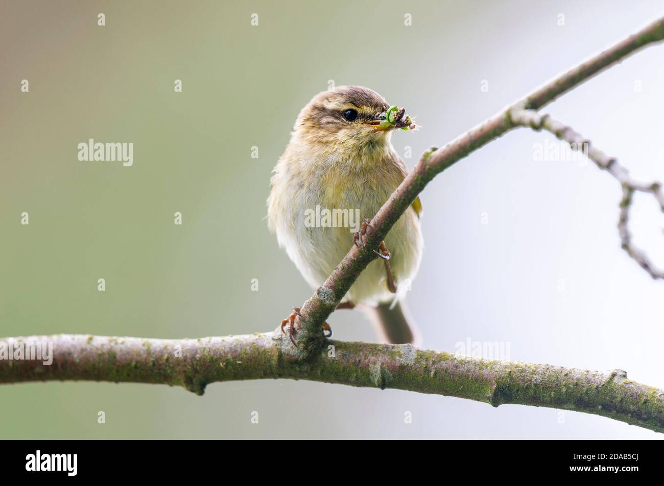Une paruline à saule adulte (Phylloscopus trochilus) avec un bec rempli de gruaux avec lesquels nourrir sa couvée, perchée sur une branche de saule près du Loch Insh in Banque D'Images