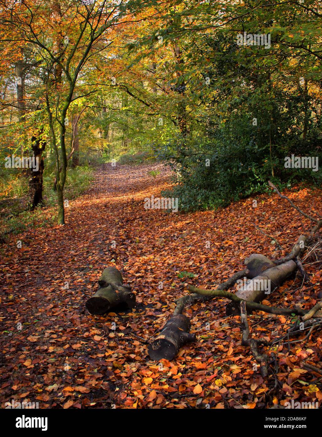 Les feuilles d'automne tombées couvrent un chemin menant à la forêt Banque D'Images