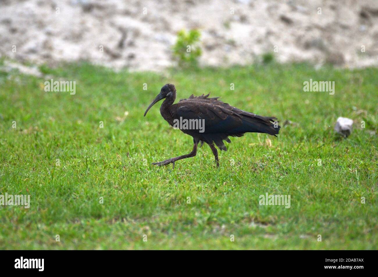 Ibis Pseudibis papillosa Noida, Uttar Pradesh, Inde - 01 septembre 2019 : bébé Ibis à la papillosa à la recherche de nourriture dans un champ d'herbe à Noida. Banque D'Images