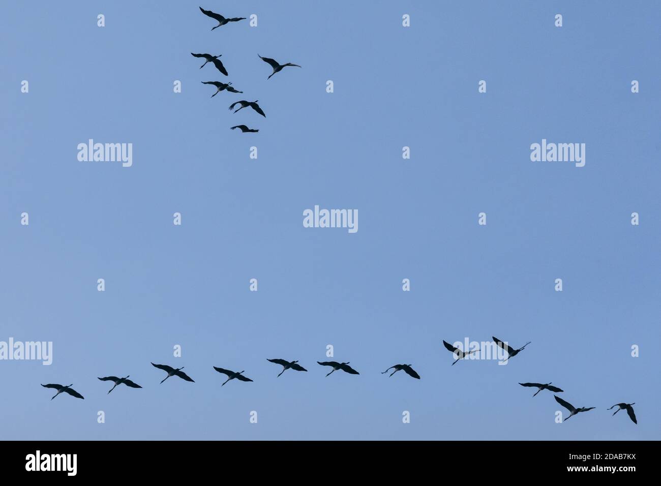 Grues en migration, migration massive des oiseaux en automne, formation au-dessus du Muensterland, NRW, Norrth Allemagne de l'Ouest Banque D'Images