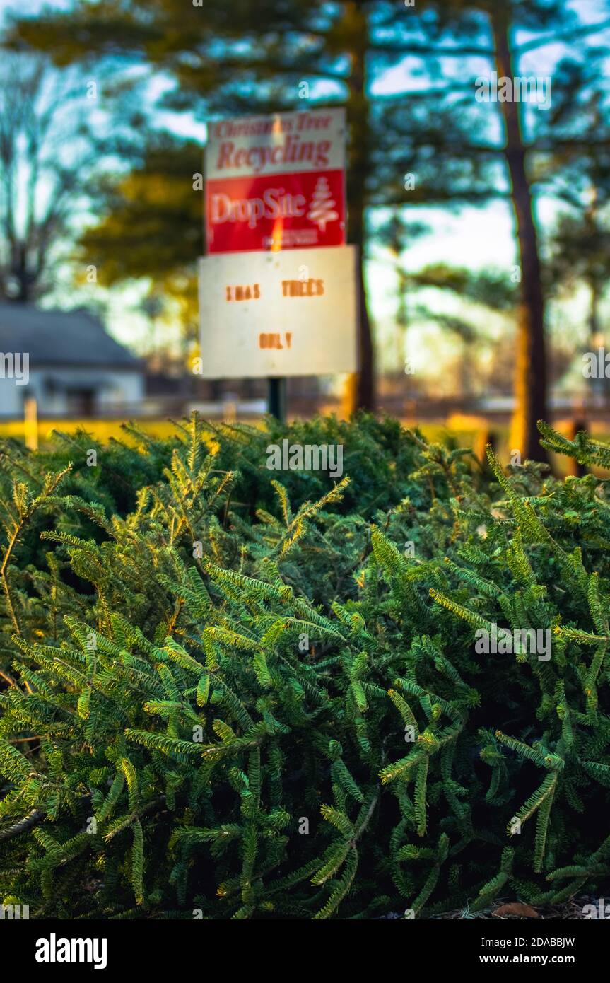 Garez-vous avec un panneau indiquant où peuvent se trouver les vieux arbres de Noël déposé pour recyclage après les vacances Banque D'Images