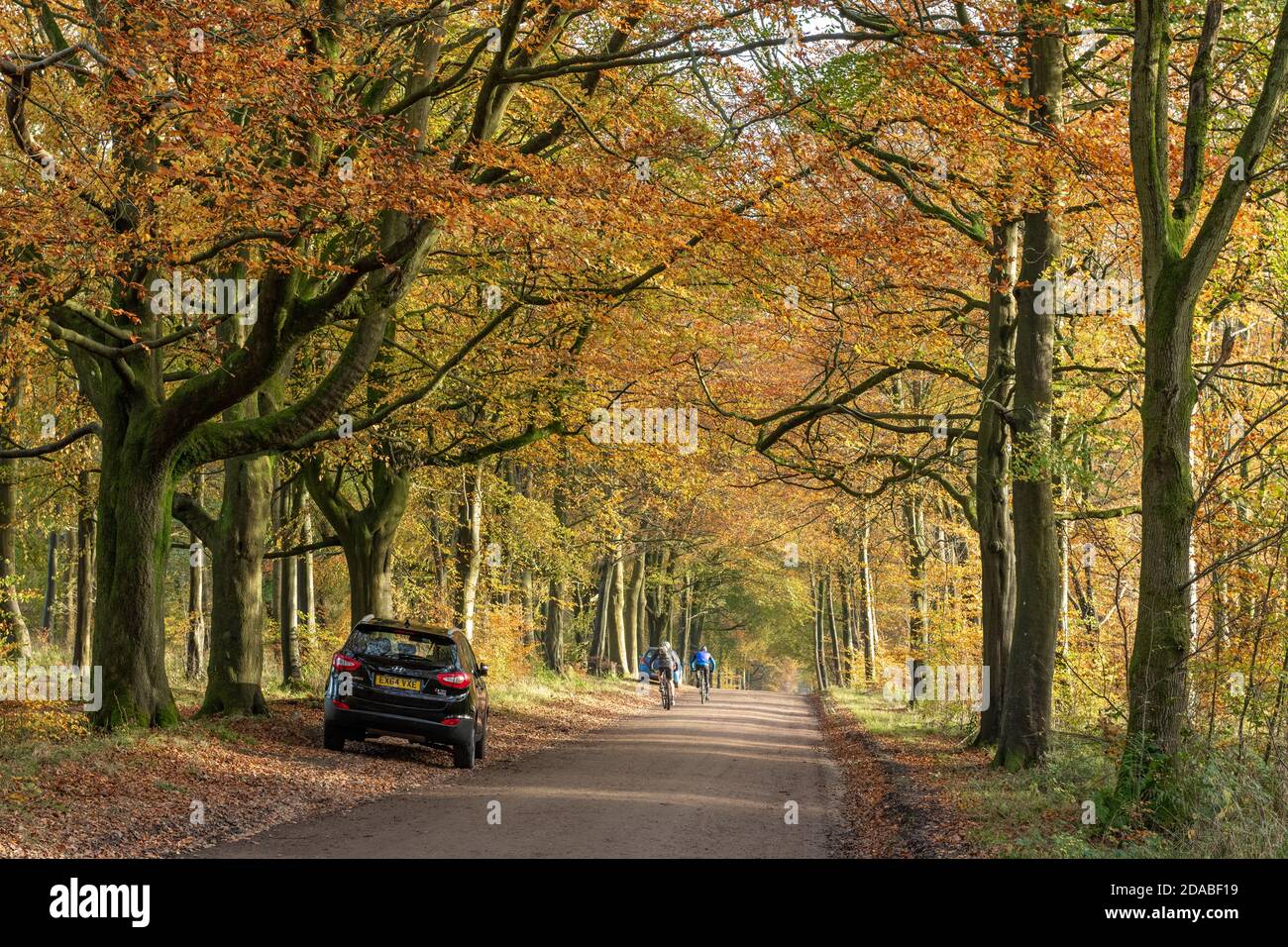 Deux cyclistes voyageant le long d'une avenue de hêtre avec Couleur d'automne dans la forêt de Savernake Wiltshire, Angleterre Banque D'Images