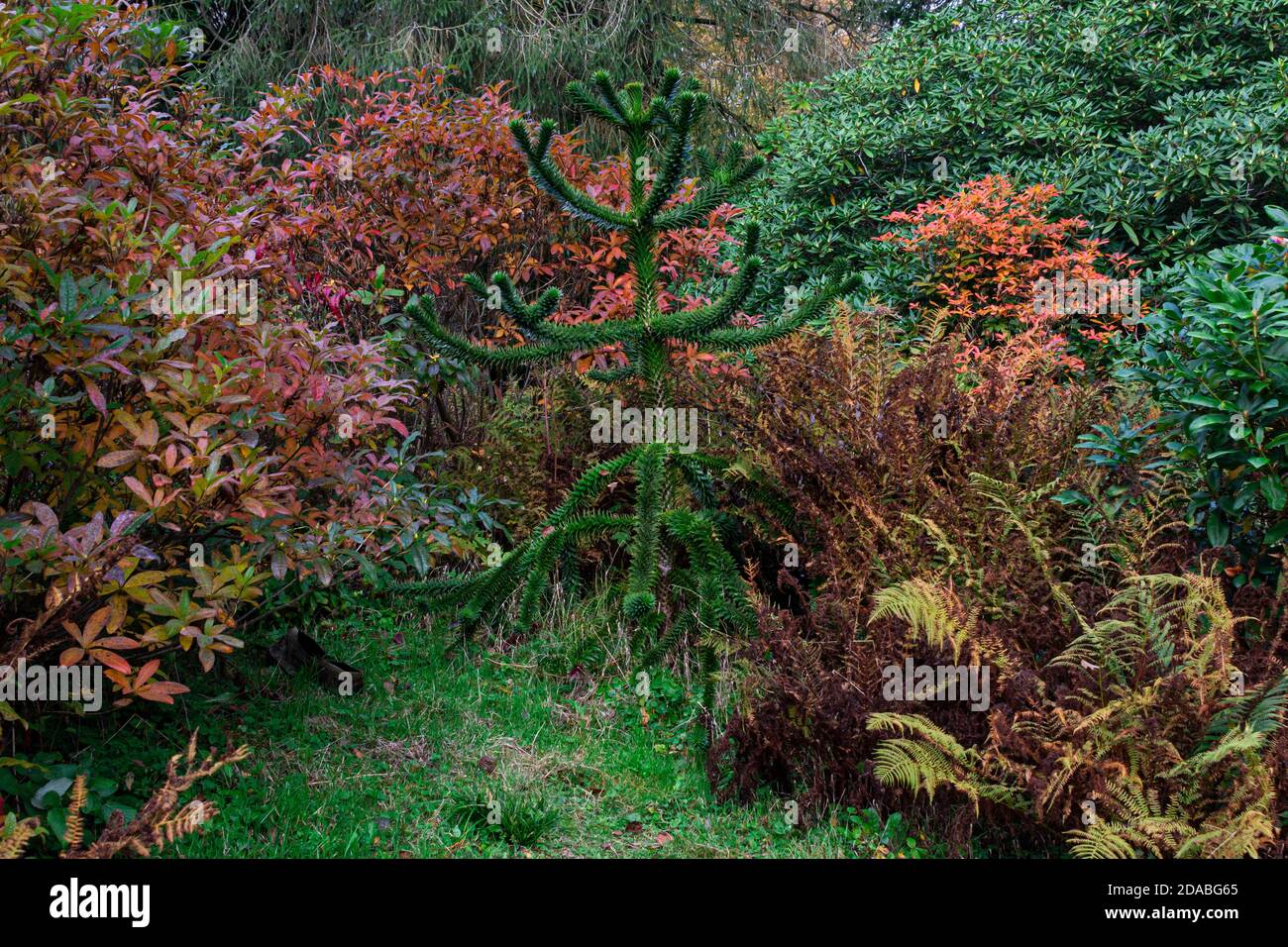 Un petit arbre de puzzle de singe (Araucaria araucana) Banque D'Images