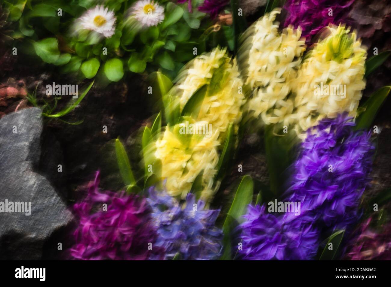 Image abstraite des hyacinthes floue par mouvement. Image de mise au point douce des fleurs de jacinthe qui fleurissent au printemps. Groupe de magnifique jacinthe multicolore Banque D'Images