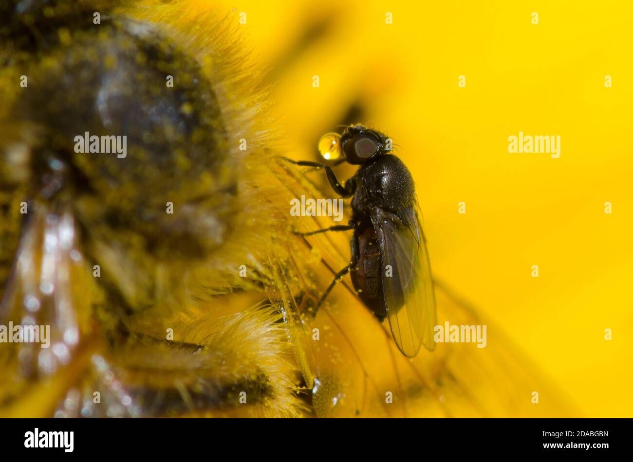 Freeloader Fly, famille des Milichiidae, se défilant de l'abeille morte, APIs mellifera, sur le tournesol Maximilian, Helianthus maximiliani Banque D'Images