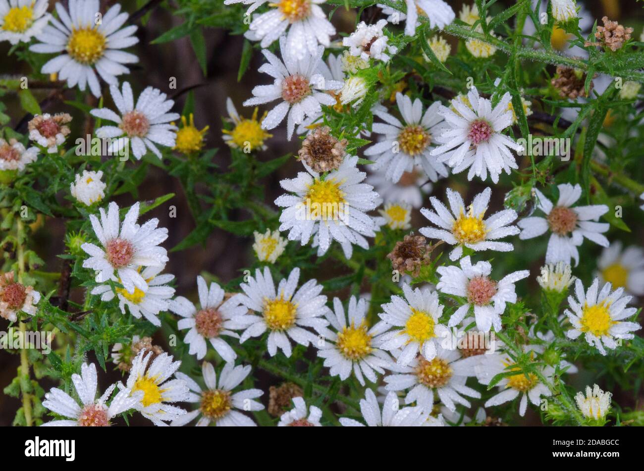 Aster de la Santé blanche, Symphyotrichum ericoides Banque D'Images