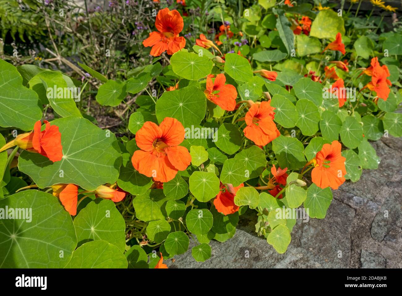 Gros plan de Tropaeolum majus orange nasturtium fleurs nasturtiums fleur en jardin d'été Angleterre Royaume-Uni Grande-Bretagne Banque D'Images