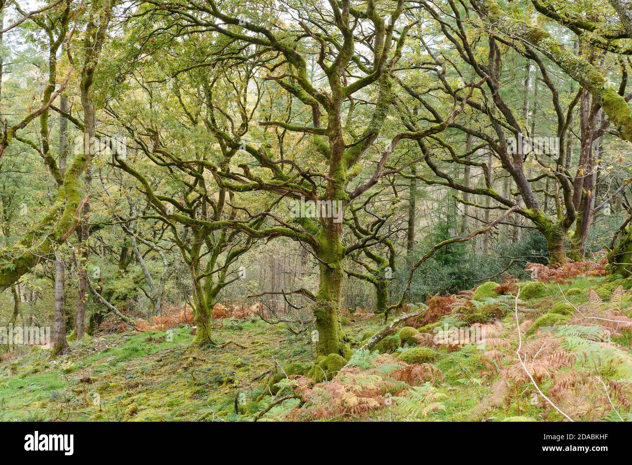 Automne dans la forêt tropicale celtique à Coed Felenrhyd dans le Nord Pays de Galles Banque D'Images