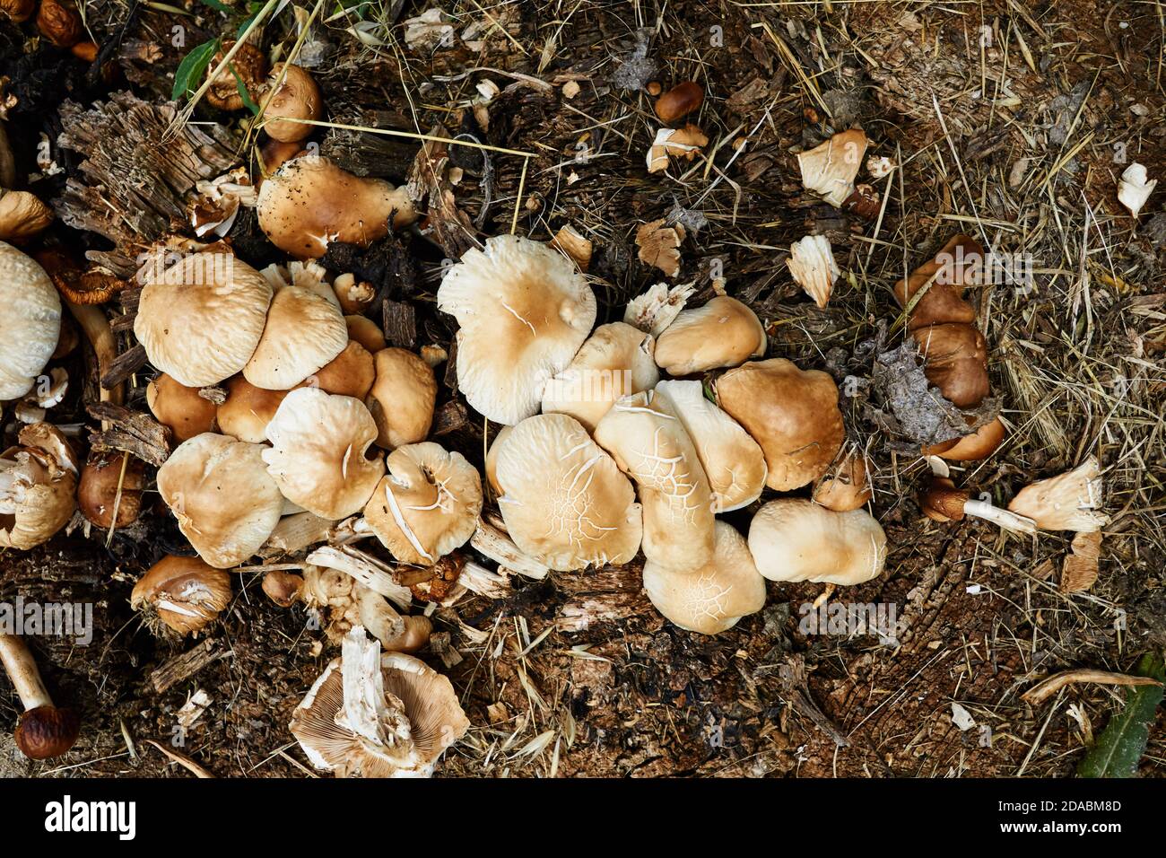 Champignons. French Way, Way of St. James. Burgos, Castille et Leon, Espagne, Europe Banque D'Images